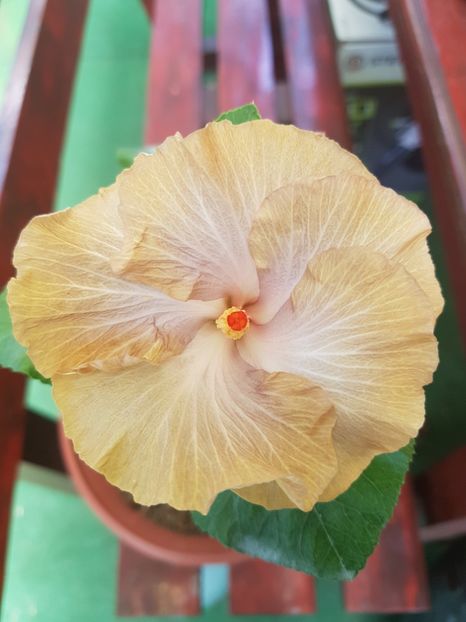  - 1-2 HIBISCUS