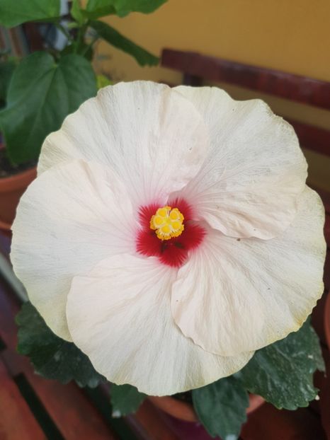  - 1-2 HIBISCUS