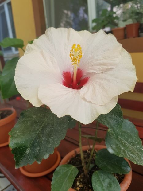  - 1-2 HIBISCUS