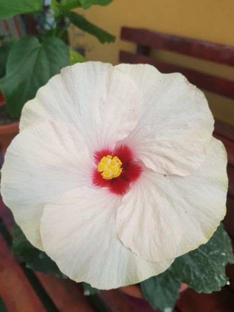 Adonicus White - 1-2 HIBISCUS