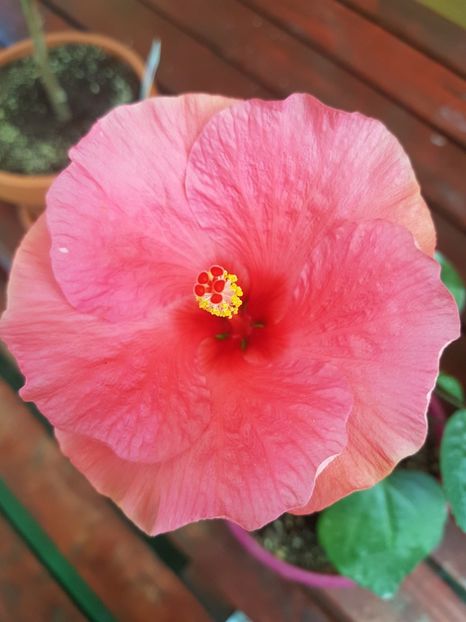  - 1-2 HIBISCUS