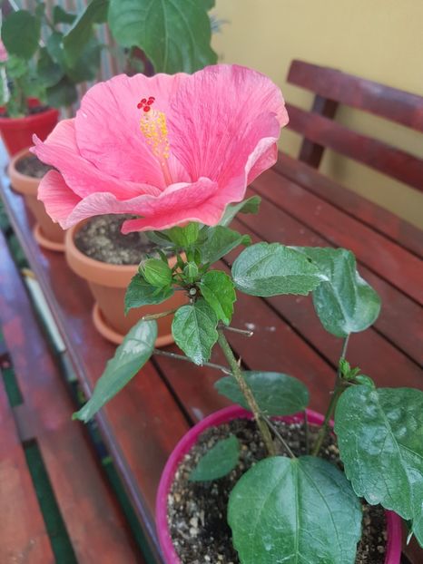  - 1-2 HIBISCUS