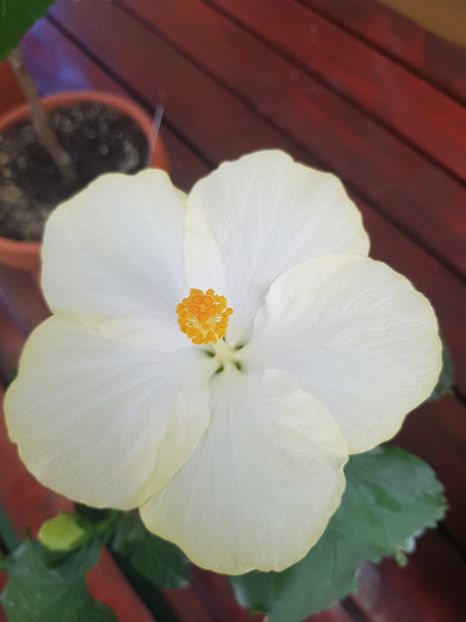  - 1-2 HIBISCUS