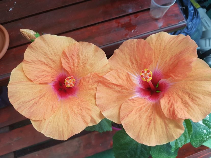  - 1-2 HIBISCUS