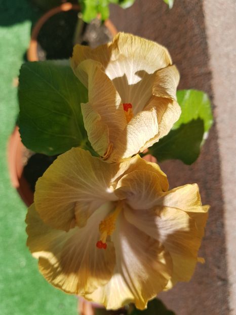  - 1-2 HIBISCUS