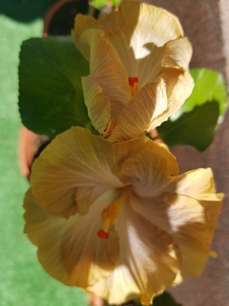  - 1-2 HIBISCUS