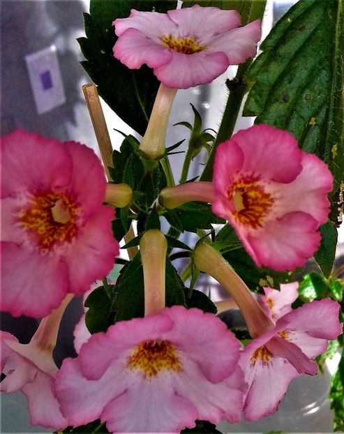 rosi5 - achi rozi roza