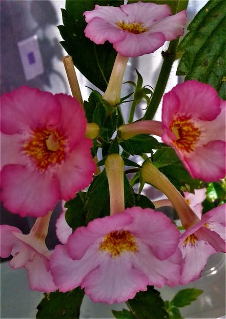 rroz - achi rozi roza