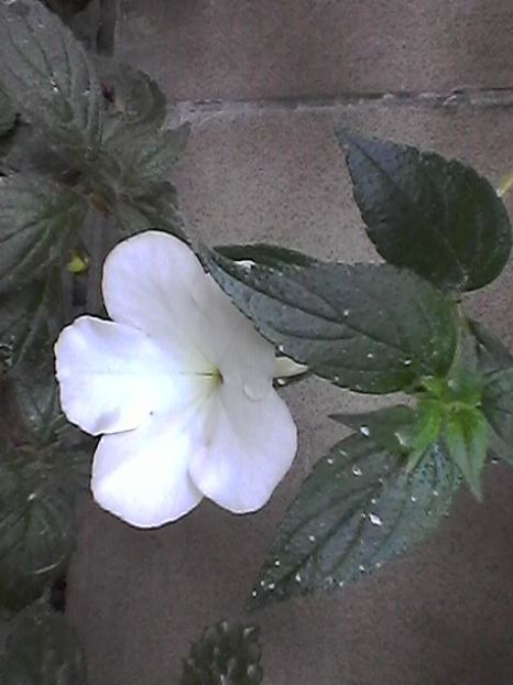 Photo1724 - Achimenes 2018