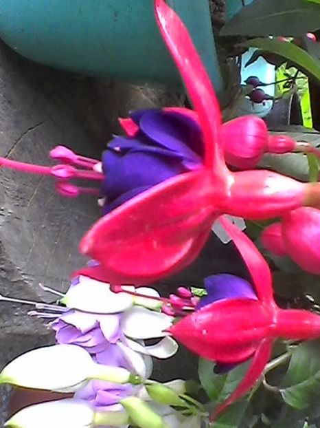 Photo1686 - Fuchsia 2018