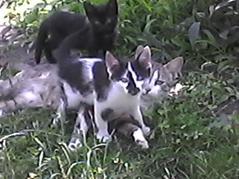 Photo1660 - Micile mele feline 2018