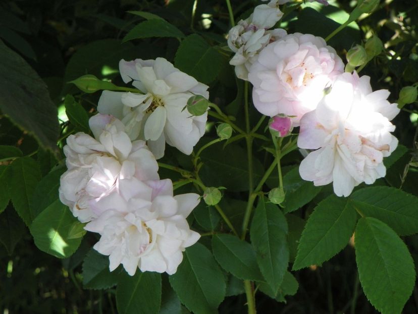 Blush Noisette - Trandafiri 2018 4