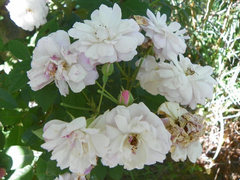 Blush Noisette - Trandafiri 2018 4