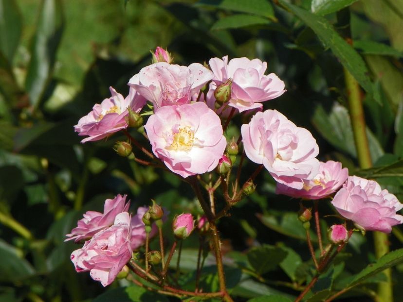 Heavenly Pink - Trandafiri 2018 4