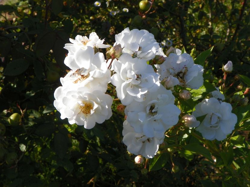 Marysa - Trandafiri 2018 4