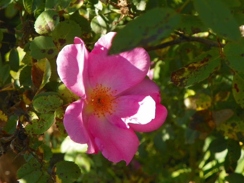 Marguerite Hiling - Trandafiri 2018 4