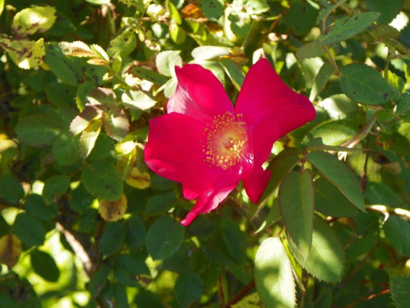 Scharlachglut remontant? - Trandafiri 2018 4