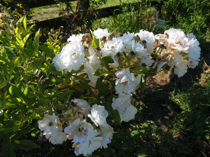 Marysa - Trandafiri 2018 4