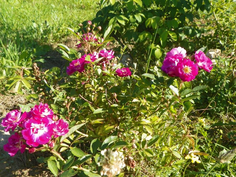 Lauren - Trandafiri 2018 4