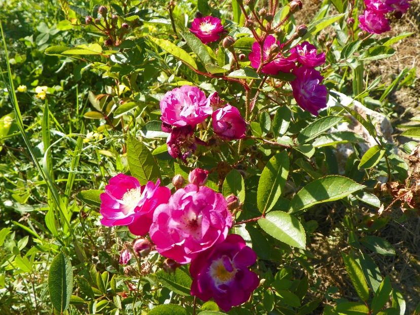 Lauren - Trandafiri 2018 4