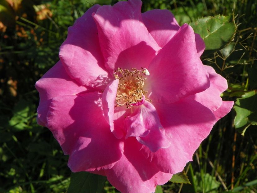 Katy Road Pink - Trandafiri 2018 4