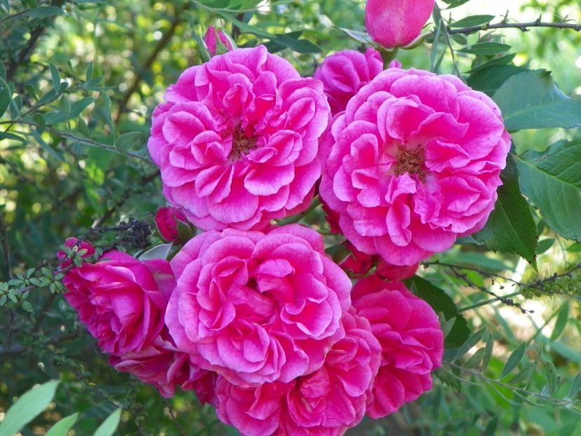 Elmshorn - Trandafiri 2018 4