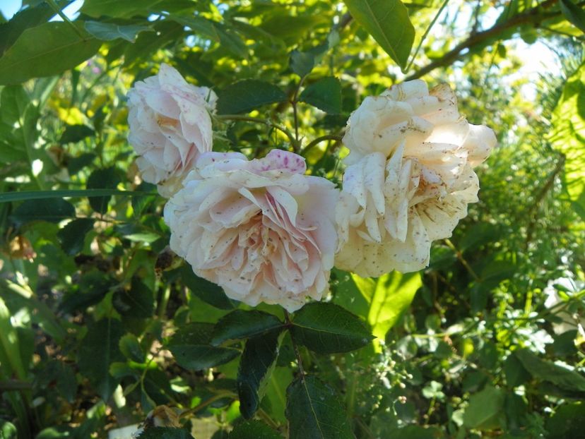 Pink Prosperity - Trandafiri 2018 4