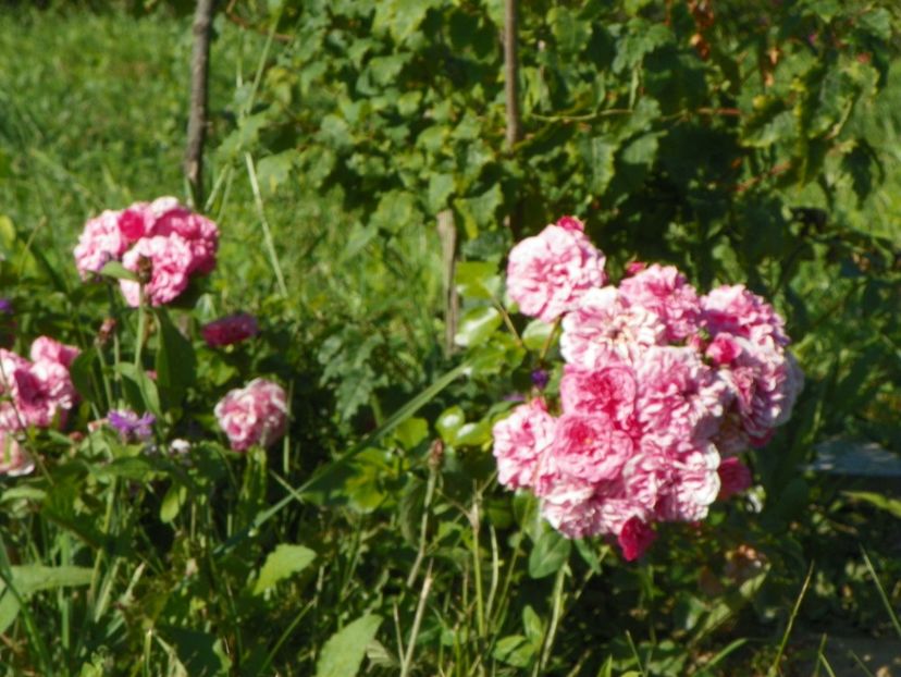 Les quattre saisons - Trandafiri 2018 4