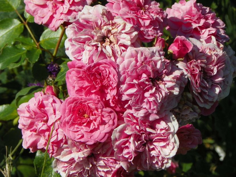 Les quattre saisons - Trandafiri 2018 4