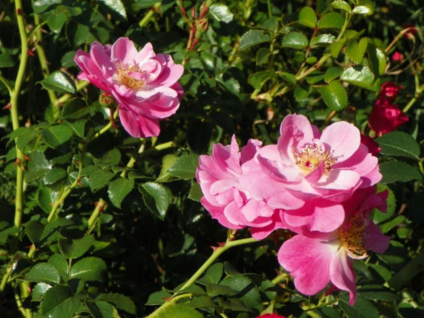 Magic Meillandecor - Trandafiri 2018 4