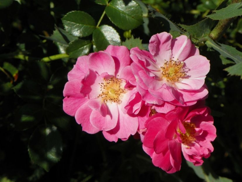 Magic Meillandecor - Trandafiri 2018 4