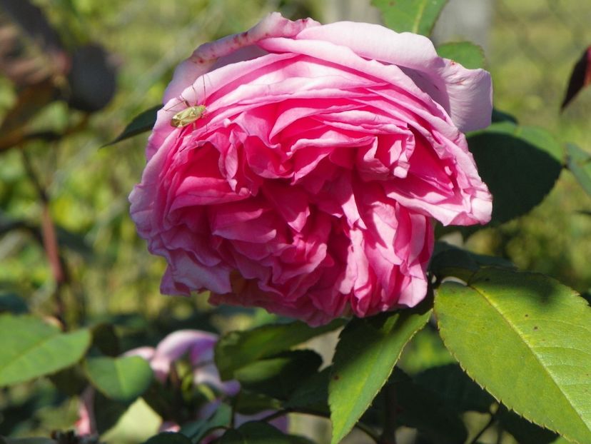 Mme. Ernest Calvat - Trandafiri 2018 4