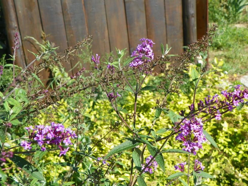 buddleja Empire Blue - Dobarland 2018 3