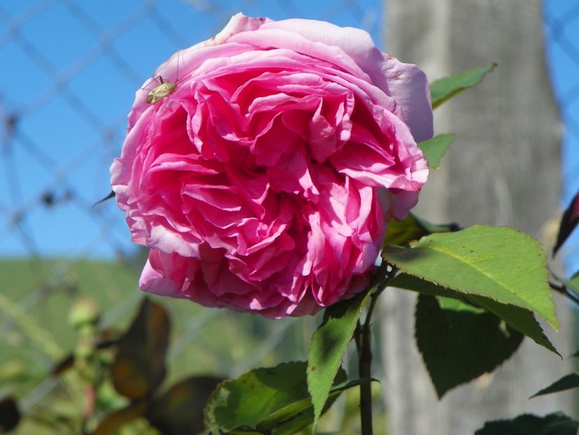 Mme. Ernest Calvat - Trandafiri 2018 4