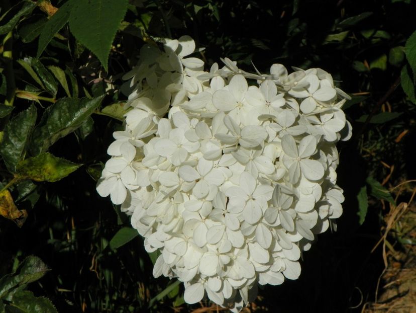hydrangea paniculata Vanille Fraise - Dobarland 2018 3
