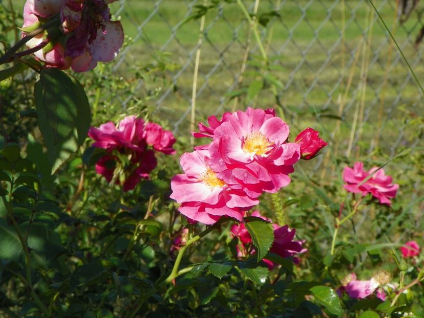 Magic Meillandecor - Trandafiri 2018 4