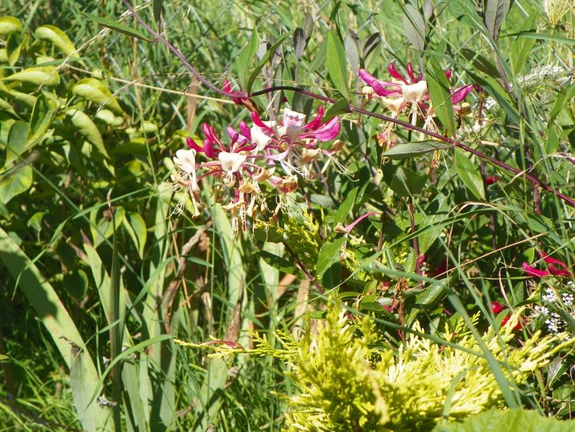 lonicera peryclimenum Serotina - Dobarland 2018 3