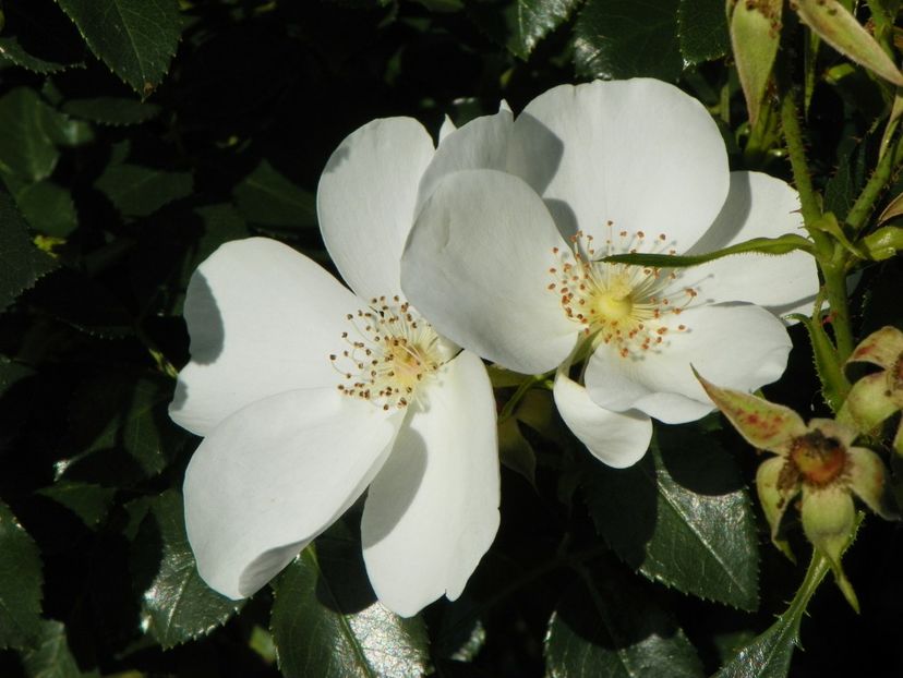 Escimo - Trandafiri 2018 4