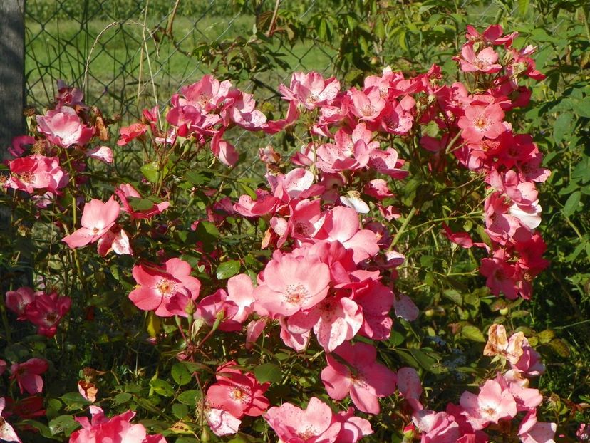 Douceur Normande - Trandafiri 2018 4