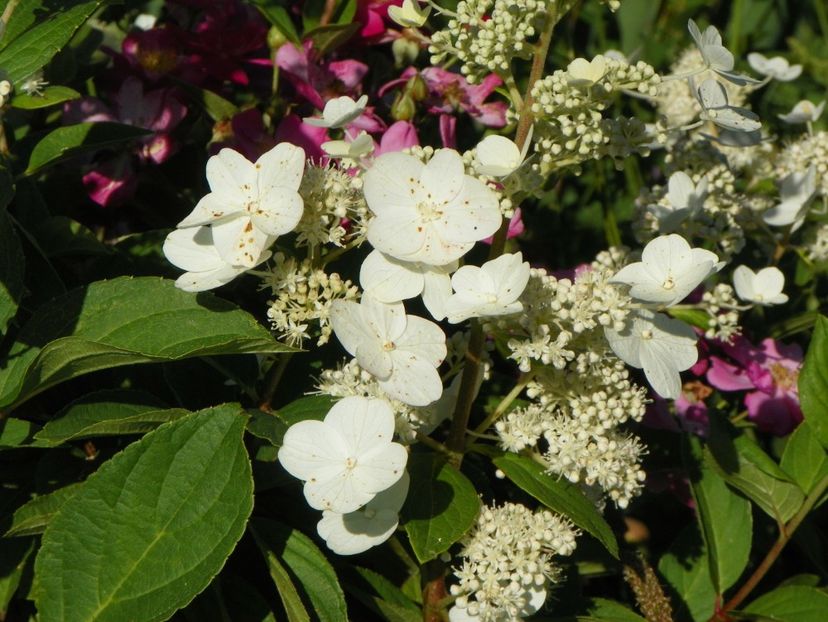 hydrangea paniculata Pink Diamond - Dobarland 2018 3