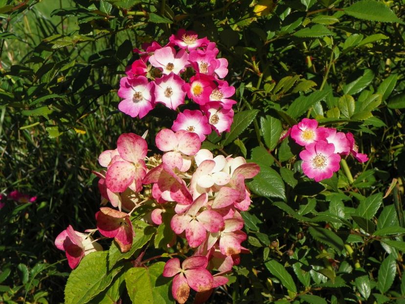 hydrangea paniculata Diamond Rouge si Mozart - Dobarland 2018 3