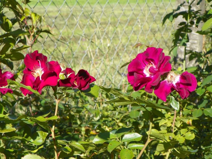 Night Owl - Trandafiri 2018 4