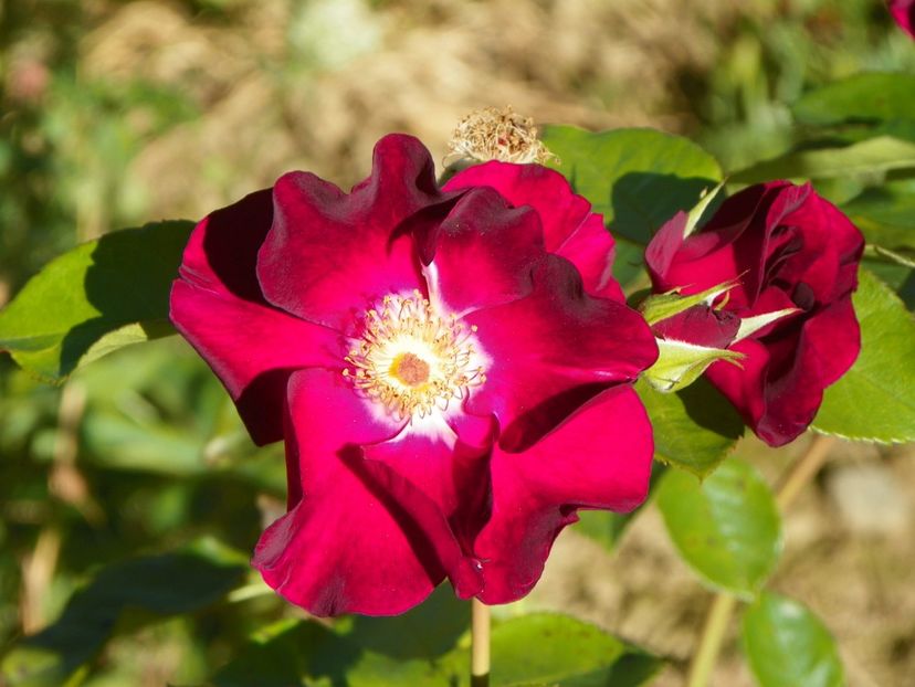 Night Owl - Trandafiri 2018 4