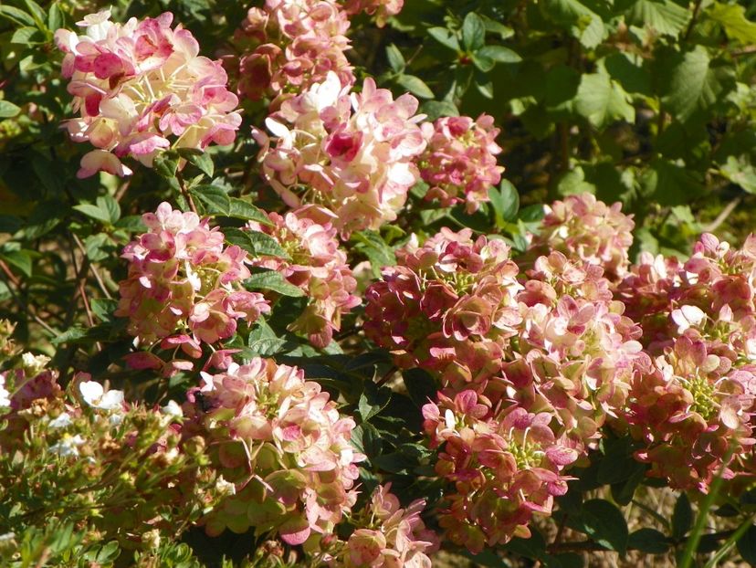 hydrangea paniculata Sundae Fraise - Dobarland 2018 3