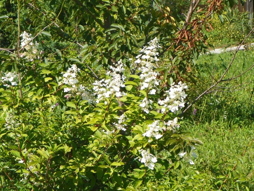 hydrangea paniculata Unique - Dobarland 2018 3
