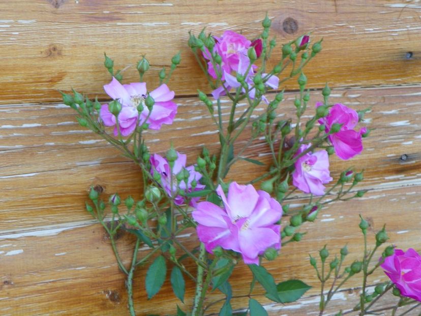 Lavender Dream - Trandafiri 2018 4