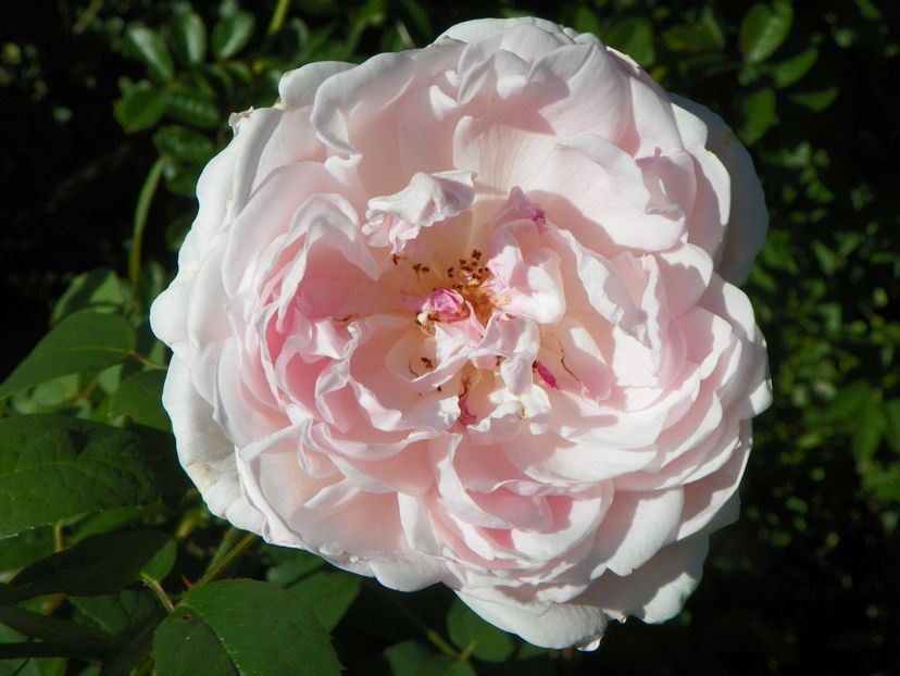 Kathryn Morley - Trandafiri 2018 4