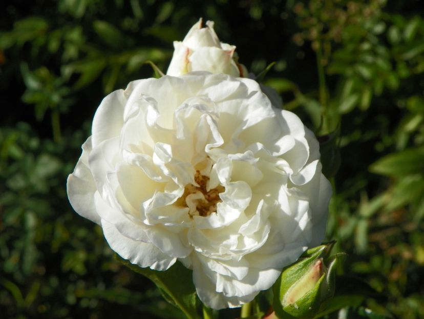 White Meidiland - Trandafiri 2018 4