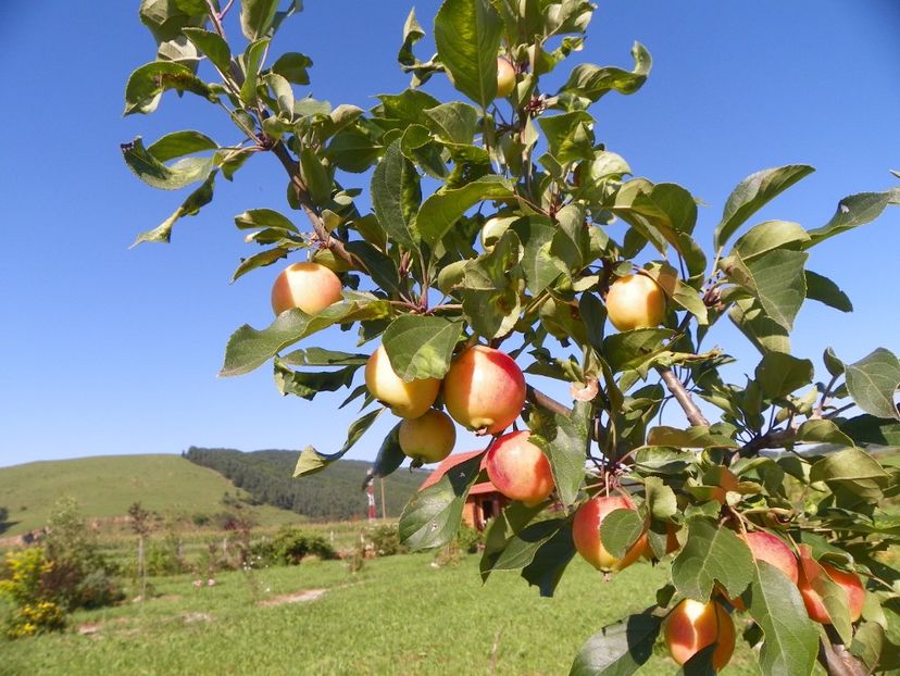 malus John Downie - Dobarland 2018 3