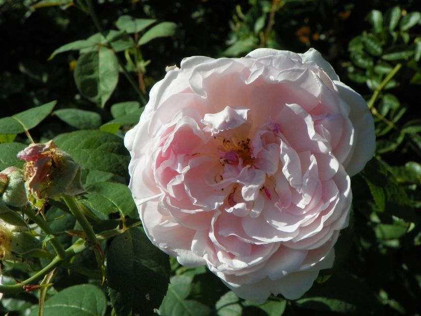 Kathryn Morley - Trandafiri 2018 4